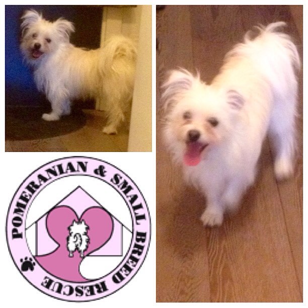 ADOPT ME: Snoopy +&nbsp;PSBRescue